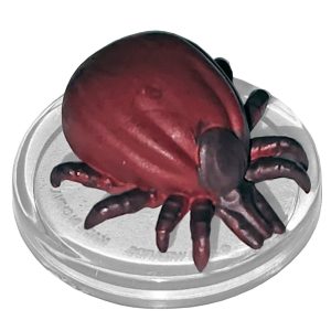 Giant Tick
