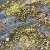 Lakes & Bogs - Battle Systems Lakes & Bogs - Battle Systems