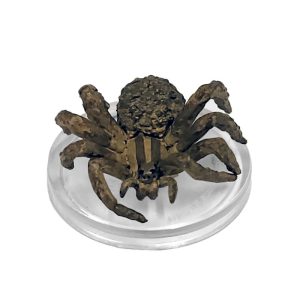 Giant Wolf Spider - Ghost Light