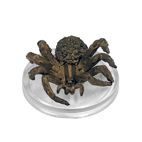Giant Wolf Spider - Ghost Light